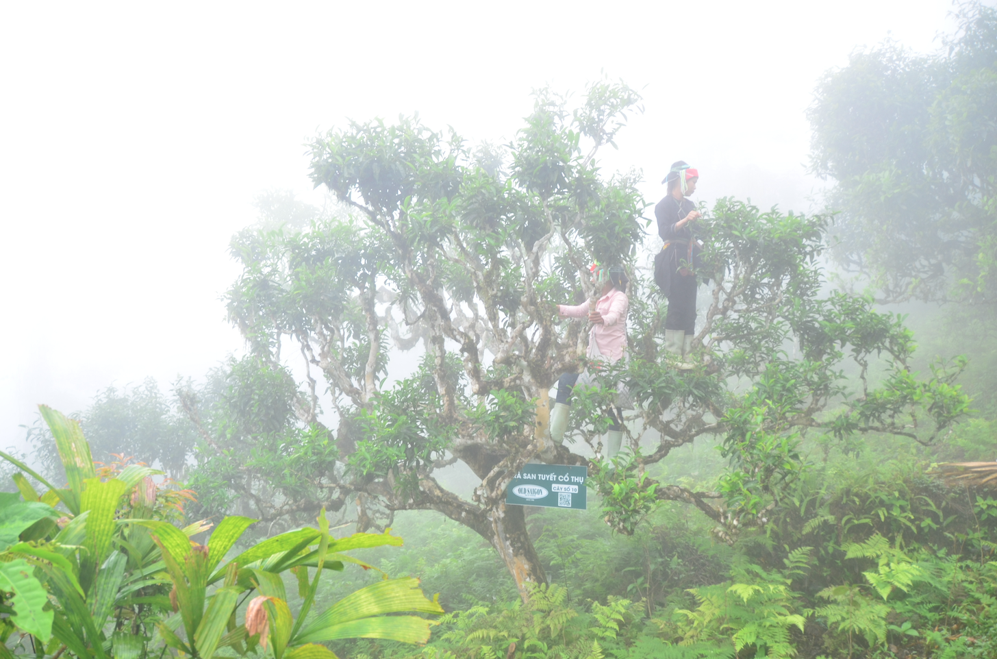 tea in vietnam