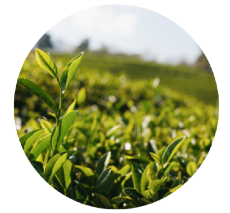 tea leaves