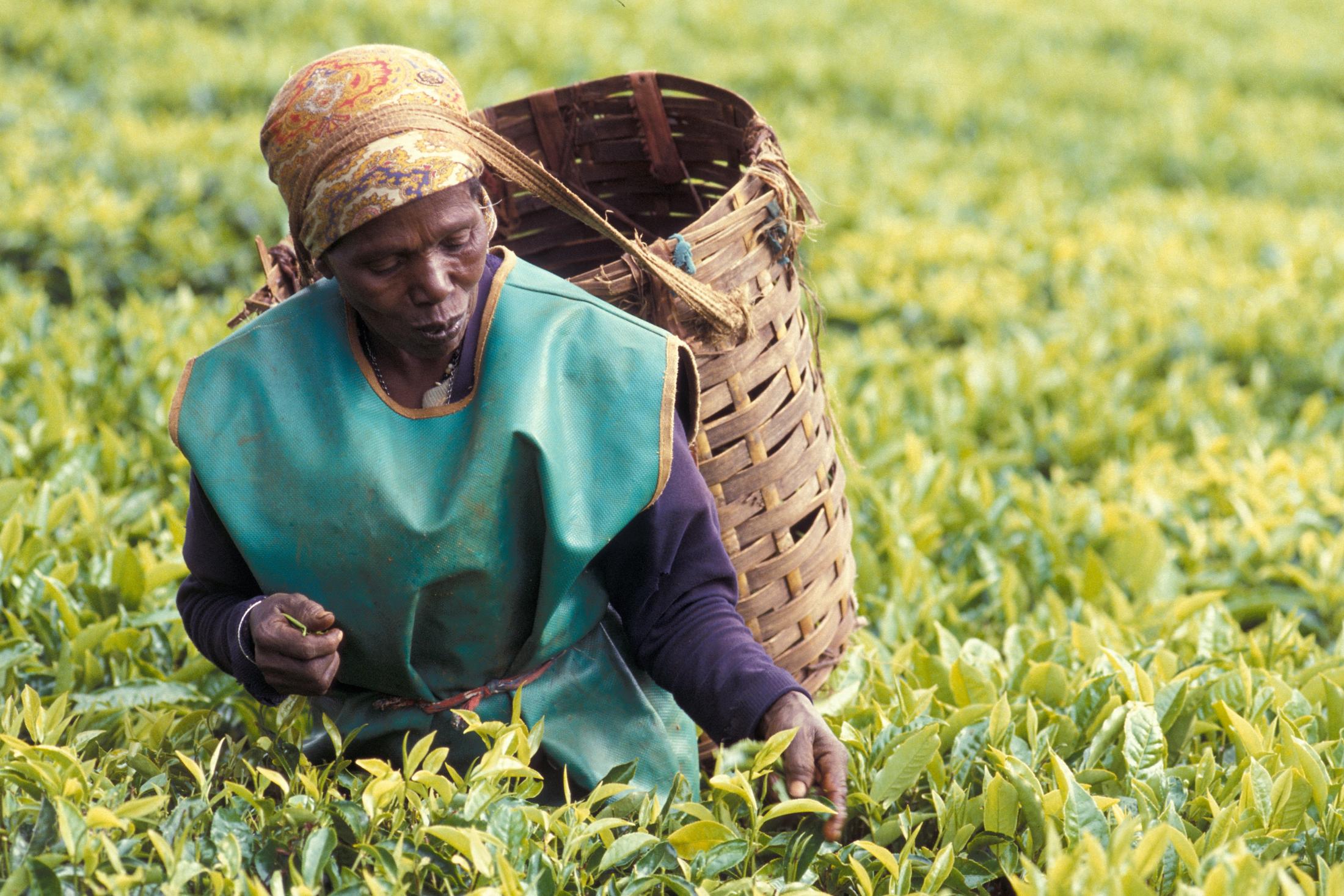 global tea initiative uc davis
