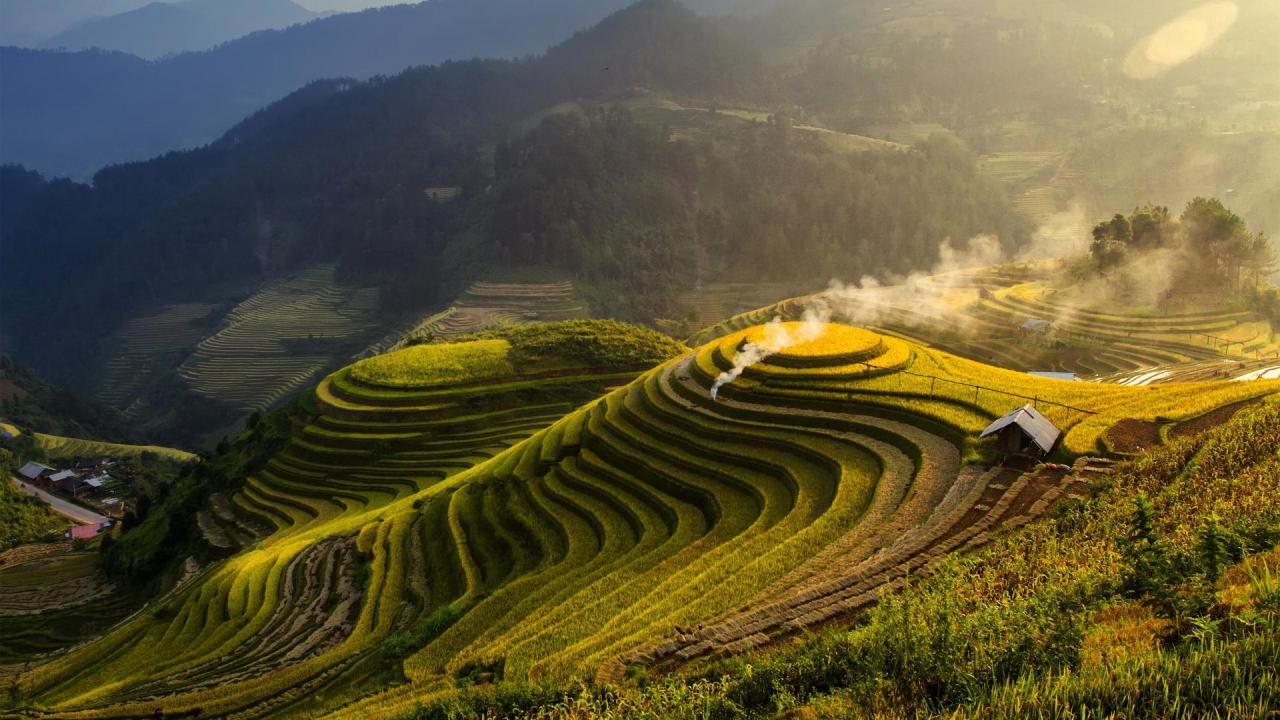 Tea Field