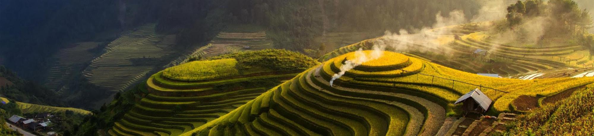 tea fields